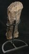 Sauropod (Diplodocus) Metatarsal - With Stand #10129-8